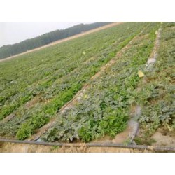 萊蕪內(nèi)鑲貼片式滴灌廠家|內(nèi)鑲貼片式滴灌質(zhì)優(yōu)價優(yōu)