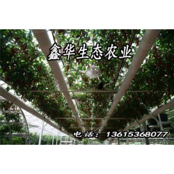 【壽光】農(nóng)業(yè)景觀(guān)@景觀(guān)溫室@蔬菜造型@菜博會(huì)設(shè)計(jì)@無(wú)土栽培