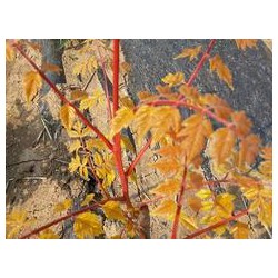 錦葉欒價格咨詢_錦葉欒發芽圖片