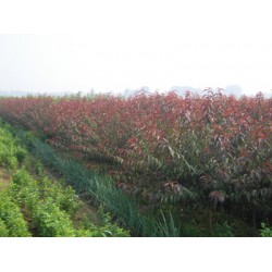 紅葉碧桃苗首推金潤：紅葉碧桃基地