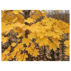 狄波拉黃金楓找大自然彩葉苗木基地_品種優良|北京狄波拉的介紹