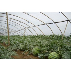 【NEW line】西瓜膜行情【西瓜膜價格】西瓜膜批發(fā)