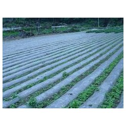 地膜批發(fā)價格：大量供應優(yōu)惠的地膜