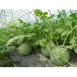 蔬菜大棚膜——要買優(yōu)質的西瓜專用膜，意利塑料是不二選擇