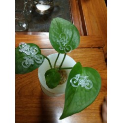 激光打標(biāo)機(jī)代理，專(zhuān)業(yè)的激光切割機(jī)【供應(yīng)】