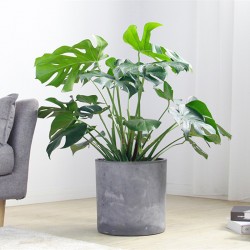 武漢商場綠植出租單位苗木養(yǎng)護寫字樓綠化服務