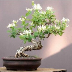 武漢室內(nèi)盆景報價公司花卉養(yǎng)護(hù)室外苗木，商場綠植養(yǎng)護(hù)工廠盆景